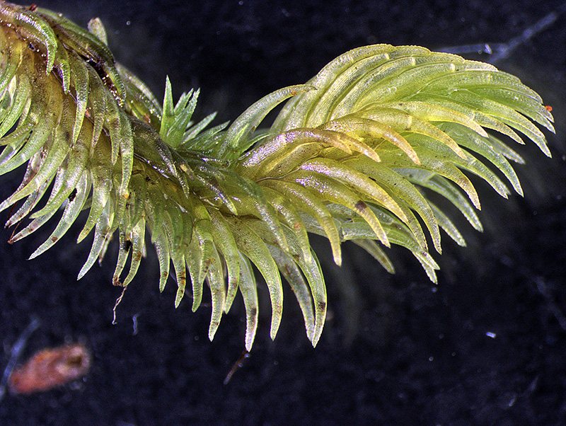 https://www.nzplants.auckland.ac.nz/en/about/mosses/native-species/leucobryaceae/leucobryum-javense.html